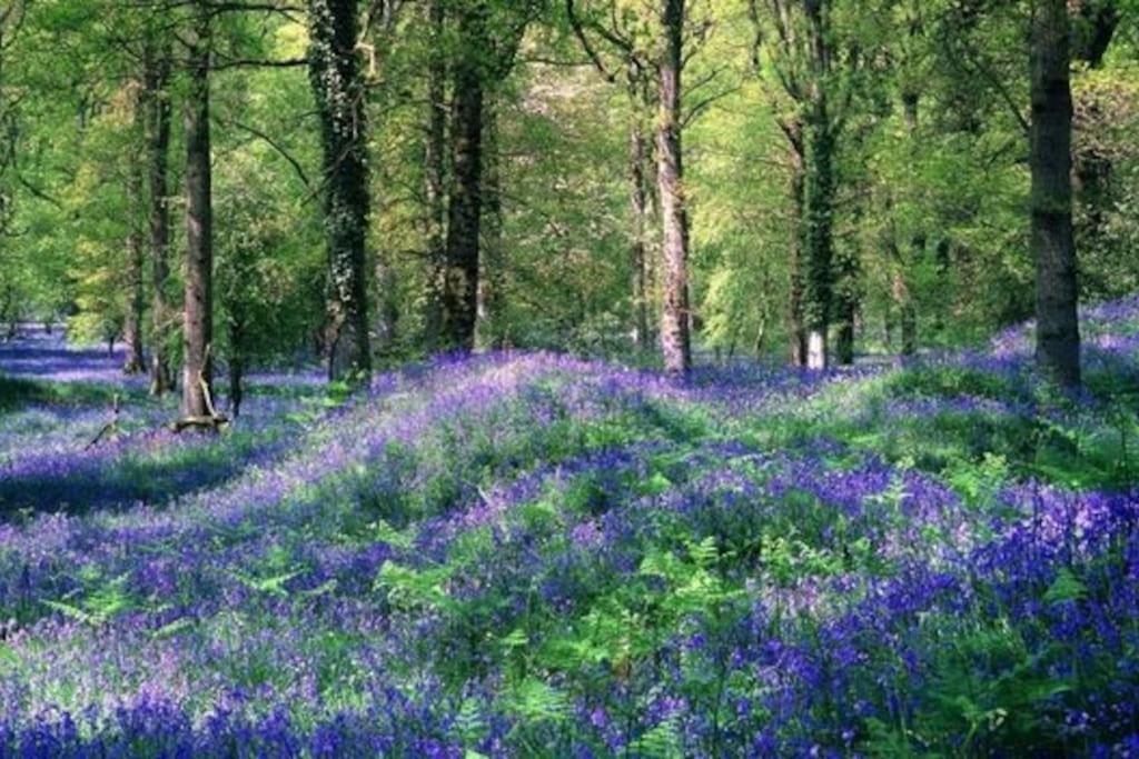 The Cider House Holiday Cottage Welsh Newton Common Luaran gambar